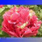 Heirloom 'Ni Hong Huan Cai' Red Golden Rare Peony Plant Flower Seeds, Professional Pack, 5 Seeds / P Heirloom 'Ni Hong Huan Cai' Red Golden Rare Peony Plant Flower Seeds, Professional Pack, 5 Seeds / P