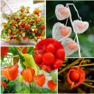 Physalis Alkekengi Seed Chinese Lantern Fruits, MixedItem NO.: CO-1715