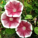 Imported Japan Wine Red Garden Morning Glory Seeds, 10 Seeds, very beautiful annual flowers E3522Ite