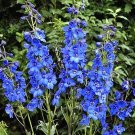 Perennial Delphinium Grandiflorum Seeds, BlueItem NO.: CO-1317