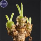 Monilaria obconica Seeds, 10 seeds, lovely green rabbit ears succulent bonsai plant seeds E4054Item Monilaria obconica Seeds, 10 seeds, lovely green rabbit ears succulent bonsai plant seeds E4054Item