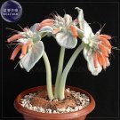 Sinningia (Rechsteineria) leucotricha seeds, 10 seeds, silver gray succulents with orange flowers se
