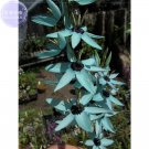 Ixia Viridiflora Seeds, only 1 seed, dazzling turquoise Ixia the rarest and most beautiful colors in