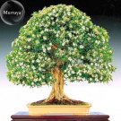 Heirloom Murraya Paniculata Orange Jasmine Seeds, 20 Seeds / Pack, Fragrant Shrub Bonsai Available E Heirloom Murraya Paniculata Orange Jasmine Seeds, 20 Seeds / Pack, Fragrant Shrub Bonsai Available E