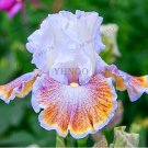 Rare Iris, Light Purplish White and Rainbow FlowersItem NO.: CO-1315