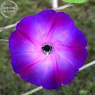 Rebecca Purple Morning Glory, 50 seeds, purple dark purple pink petals E3998Item NO.: E3998