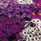 Brachycome Swan River Daisy Mixed Flowers, 20 Seeds, annual ornamental flowers E3924Item NO.: E3924 Brachycome Swan River Daisy Mixed Flowers, 20 Seeds, annual ornamental flowers E3924Item NO.: E3924
