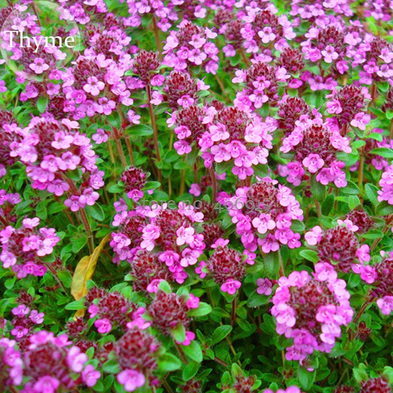 Thymus serpyllum 'Creeping Thyme' Ground Covers, 20 seeds, wild thyme E3921Item NO.: E3921