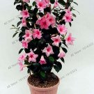Mandevilla Sanderi (Dipladenia sanderi) Seeds, Pink FlowersItem NO.: CO-1714 Mandevilla Sanderi (Dipladenia sanderi) Seeds, Pink FlowersItem NO.: CO-1714