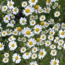 Chamomile German Herbals Flowers Chrysanthemum, 20PCS/pack,  E3916Item NO.: E3916
