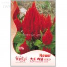 Big Red Beautiful Cockscomb Seeds, 40 seeds, balcony potted bonsai plant flower seeds for home garde