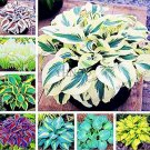 Hosta, Mixed 8 TypesItem NO.: CO-1197