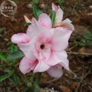 'Oscar Pink Lily' Adenium Desert Rose, 2 Seeds, spiral pink double petals big blooms E4007Item NO.: 