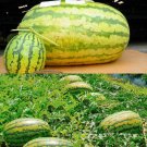 Giant Watermelon (250+ LBS) Organic Seeds, 1 Professional Pack, 20 Seeds / Pack, 'Iwanaga Giant' Rar