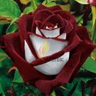 LOVE IN ROSE' RARE RED WHITE Bonsai Flowers, 420pcs/package, big blooms heirloom home garden #A00020