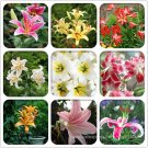 Heirloom Lilium Lily Flower Fragrant Perennial Flower Cheap Optimized 50 Seeds E3455Item NO.: E3455