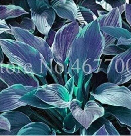 Hosta, Grayish White, Blue, Green with PurpleItem NO.: CO-1192