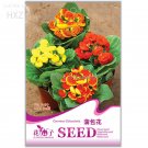 Calceolaria Seeds Purse Flower Seeds, Original Package, 30 seeds, drought hardy exotic flower color 