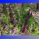 Heirloom Chinese Thin Bamboo Shoots Vegetable Seeds, Professional Pack, 30 Seeds / Pack, Crisp Tasty