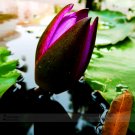 1 Professional Pack, 1 seed / pack, Purple Water Lily Pond Bud Flower Seed #E3487Item NO.: E3487 1 Professional Pack, 1 seed / pack, Purple Water Lily Pond Bud Flower Seed #E3487Item NO.: E3487