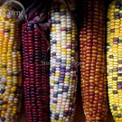 Heirloom Colorful Hybrid Corn, 20 Seeds, edible non-gmo vegetables E3571Item NO.: Corn