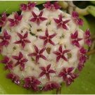 Hoya Potted, Milky White with PurpleItem NO.: CO-1678