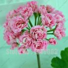 Rare Geranium, Pink BallItem NO.: CO-1095