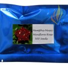 1 Professional pack, 500 seeds / pack,  MEMPHIS MUSIC MINIFLORA ROSE,  ROSE BUSH DEEP RED WHITEItem 