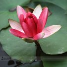 1 Professional Pack, 1 seed / pack, Red Night Water Lily Seeds Pond Plants #A00185Item NO.: A00185 1 Professional Pack, 1 seed / pack, Red Night Water Lily Seeds Pond Plants #A00185Item NO.: A00185