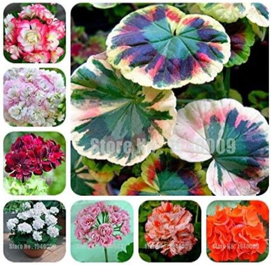 Geranium, MixedItem NO.: CO-1094