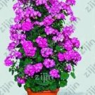 Climbing Geranium Flower, PurpleItem NO.: CO-1091
