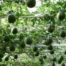 Very Sweet Big Round Red Watermelon Tree F2 Seeds, Professional Pack, 20 Seeds / Pack, 13% Sugar Jui Very Sweet Big Round Red Watermelon Tree F2 Seeds, Professional Pack, 20 Seeds / Pack, 13% Sugar Jui