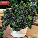 5 packs, 15 seeds / pack, only US$2.99, Feral Blueberry W/ High Nutritional Value, Heirloom SeedsIte 5 packs, 15 seeds / pack, only US$2.99, Feral Blueberry W/ High Nutritional Value, Heirloom SeedsIte