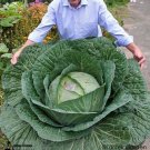 Rare Giant Russian Cabbage Healing Medicinal Vitamin Seed, Professional Pack, 150 Seeds / Pack, Gree Rare Giant Russian Cabbage Healing Medicinal Vitamin Seed, Professional Pack, 150 Seeds / Pack, Gree