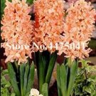 Hyacinthus Orientalis, OrangeItem NO.: CO-1087