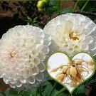 White Dahlia BulbsItem NO.: CO-1086