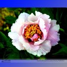 Heirloom 'Hua Wang' White Pink Black Peony Plant Seeds, Professional Pack, 5 Seeds / Pack, Strong Fr