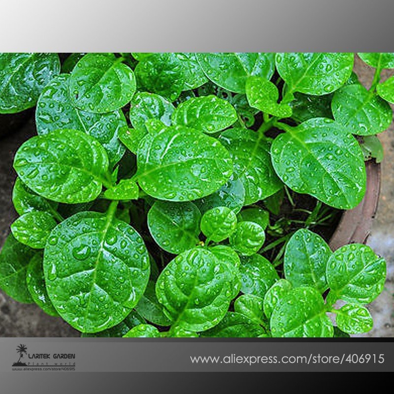 Heirloom Green Malabar Spinach Vegetable Seeds, Professional  Pack, 50 Seeds / Pack, Organic Vegetab