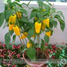Heirloom Yellow Long Sweet Pepper Hybrid 'Huang La Meizi' Seeds 20+ EdibleItem NO.: E3468 Heirloom Yellow Long Sweet Pepper Hybrid 'Huang La Meizi' Seeds 20+ EdibleItem NO.: E3468