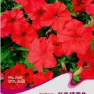 Heirloom Red Garden Petunia Hybrida Annual Flower Seeds,  60 Seeds / Pack, Long Blooming Flower Item