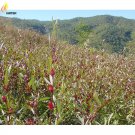 Chinese Hibiscus sabdariffa Roselle Herbal Bonsai, Professional Pack, 20PCS / PackItem NO.: HS024