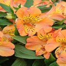 Peruvian Lily, Orange Red ' Tiger'Item NO.: CO-1083