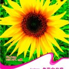 Peking 'Vedova' Bonsai Yellow Ornamental Sunflower Seeds, Original Pack, 15 Seeds / Pack, Light Frag