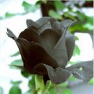 1 Professional Pack, 400 seeds / pack, Black Rose Shrub Perennial Flower SeedsItem NO.: RS104 1 Professional Pack, 400 seeds / pack, Black Rose Shrub Perennial Flower SeedsItem NO.: RS104