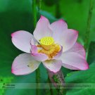 Heirloom Transparent Red Nelumbo Nucifera 'Flower Fairy' Lotus Flower Seeds, Professional Pack, 1 Se
