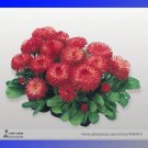 Heirloom Dark Red Daisy Bellis Perennis Flower Seeds, Professional Pack, 30 Seeds / Pack, Very Beaut Heirloom Dark Red Daisy Bellis Perennis Flower Seeds, Professional Pack, 30 Seeds / Pack, Very Beaut