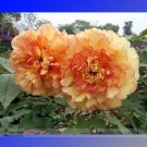 Heirloom 'Huang Jin Cui' Golden Red Peony Plant Seeds, Professional Pack, 5 Seeds / Pack, Light Frag