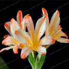 Gorgeous Clivia, White OrangeItem NO.: CO-1081