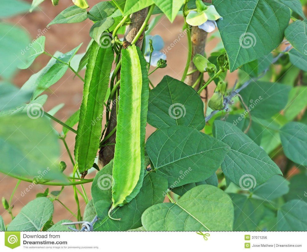 Winged Bean Seeds, Original Pack, 3 seeds / pack, Chinese Asparagus Pea Vegetables #C122Item NO.: C1