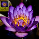 5 Professional Packs, 1 Seeds/pack, Purple Nymphaea Caerulea Asian Water Lily Pad Flower Pond Seeds# 5 Professional Packs, 1 Seeds/pack, Purple Nymphaea Caerulea Asian Water Lily Pad Flower Pond Seeds#